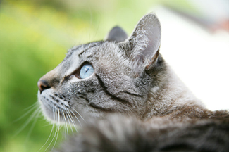 Cumbria cattery