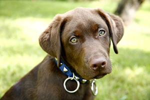 Kennels cumbria dog